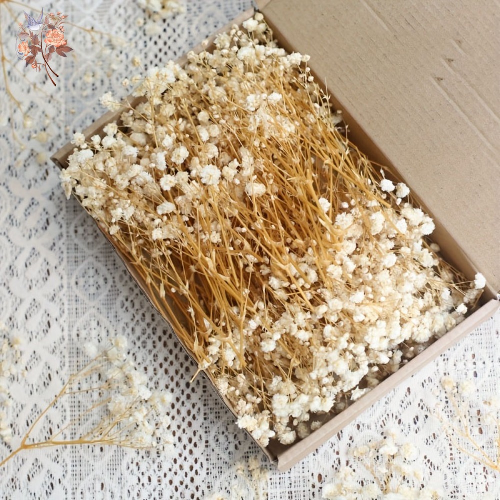 Craft Embellishments - 100 Stück Mini Getrocknete Schleierkraut-Blumen für